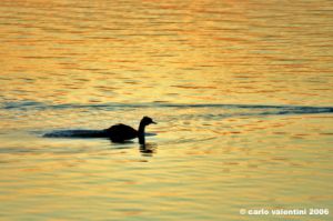 trasimeno_svasso03