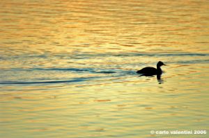 trasimeno_svasso04