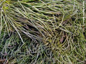 agretti
