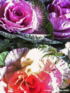 cavolfiore_decorativo2