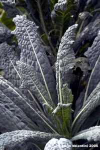 cavolo_nero1