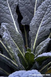 cavolo_nero3