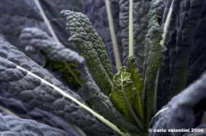 cavolo_nero4