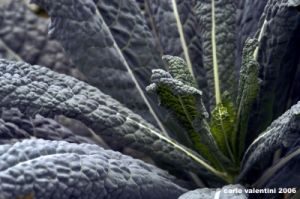 cavolo_nero5