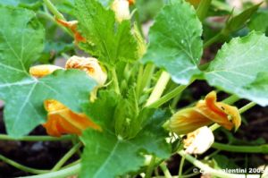 fiori_di_zucca1