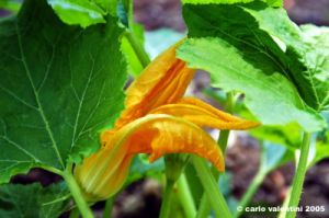 fiori_di_zucca2