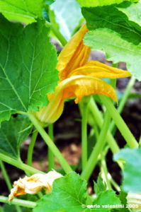 fiori_di_zucca3