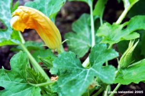fiori_di_zucca5