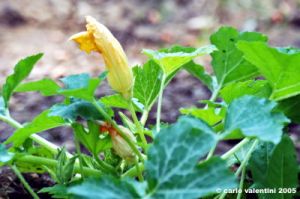 fiori_di_zucca7