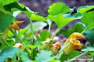 fiori_di_zucca8