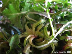 insalata_spontanea04