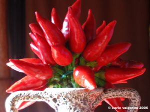 peperoncino01