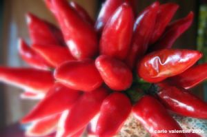 peperoncino05