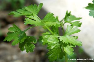 prezzemolo1_050607