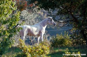 pelago_lapieve_scuderie005