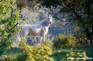 pelago_lapieve_scuderie006