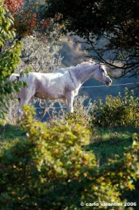 pelago_lapieve_scuderie008