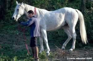 pelago_lapieve_scuderie011