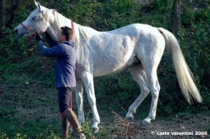 pelago_lapieve_scuderie012
