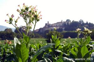 monterchi27