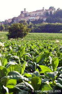 monterchi29