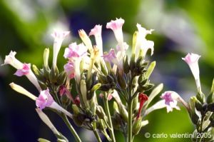 monterchi44
