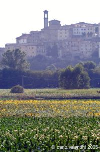 monterchi49