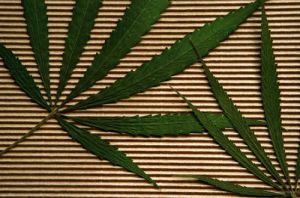 cannabis07