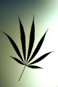 cannabis11