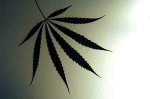 cannabis13