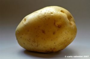 patata_gialla04