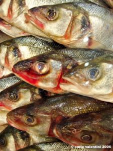 pesce1