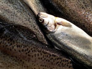 pesce2_990102