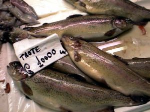pesce5_990102