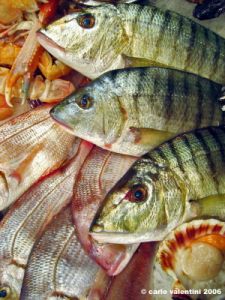 pesce7