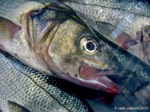 pesce_branzino01