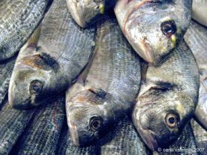 pesce_orate01
