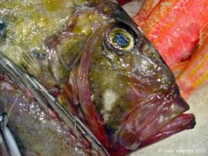 pesce_san_pietro01