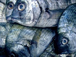 pesce_saraghi01