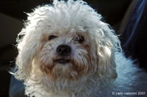 barboncino_bolognese_jose007
