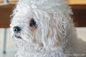 barboncino_bolognese_jose020