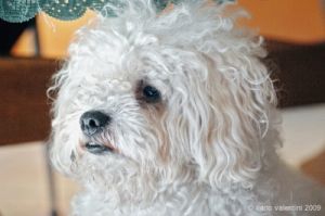 barboncino_bolognese_jose022