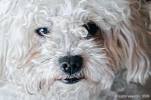 barboncino_bolognese_jose027