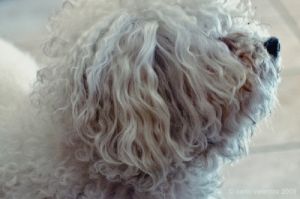 barboncino_bolognese_jose029