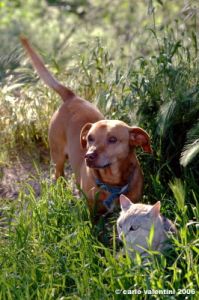 bassotto_gatto6