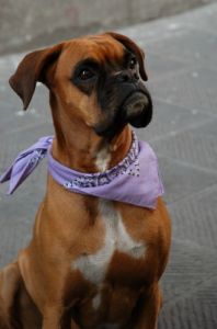 boxer1
