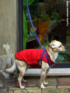 cane_bastardo2