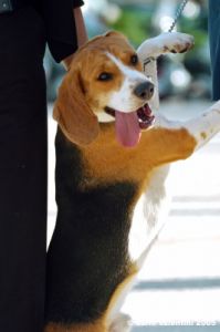 cane_beagle2