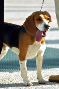 cane_beagle3