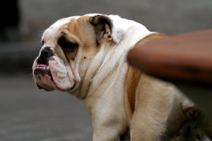 cane_bulldog2_030310